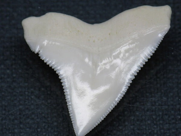 TOKO-BEADS PB015-18 Shark Tooth(Bull Shark L) 28mm PB015-18 サメの歯（オオメジロザメ Ｌ） 28mm Asian bead & African bead  Handmade,Lampeork,bead,asia,india,ethnic,parts,accessory,beads とんぼ玉,ビーズ,トンボ玉,アジア,インド,エスニック,手作り,パーツ,アクセサリー
