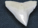 TOKO-BEADS PB015-18 Shark Tooth(Bull Shark L) 28mm PB015-18 サメの歯（オオメジロザメ Ｌ） 28mm Asian bead & African bead  Handmade,Lampeork,bead,asia,india,ethnic,parts,accessory,beads とんぼ玉,ビーズ,トンボ玉,アジア,インド,エスニック,手作り,パーツ,アクセサリー