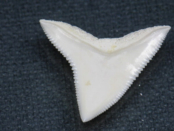 PB015-19サメの歯（オオメジロザメ Ｌ）25mm (5622938566808)
