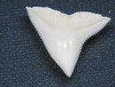 TOKO-BEADS PB015-19 Shark Tooth(Bull Shark L) 25mm PB015-19 サメの歯（オオメジロザメ Ｌ） 25mm Asian bead & African bead  Handmade,Lampeork,bead,asia,india,ethnic,parts,accessory,beads とんぼ玉,ビーズ,トンボ玉,アジア,インド,エスニック,手作り,パーツ,アクセサリー