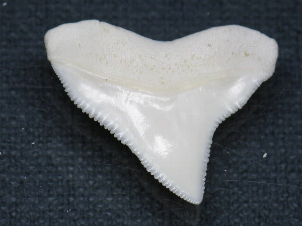 PB015-20サメの歯（オオメジロザメ Ｌ）24mm (5622938665112)