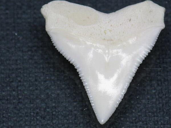 TOKO-BEADS PB015-21 Shark Tooth(Bull Shark L) 25mm PB015-21 サメの歯（オオメジロザメ Ｌ） 25mm Asian bead & African bead  Handmade,Lampeork,bead,asia,india,ethnic,parts,accessory,beads とんぼ玉,ビーズ,トンボ玉,アジア,インド,エスニック,手作り,パーツ,アクセサリー