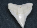 TOKO-BEADS PB015-21 Shark Tooth(Bull Shark L) 25mm PB015-21 サメの歯（オオメジロザメ Ｌ） 25mm Asian bead & African bead  Handmade,Lampeork,bead,asia,india,ethnic,parts,accessory,beads とんぼ玉,ビーズ,トンボ玉,アジア,インド,エスニック,手作り,パーツ,アクセサリー