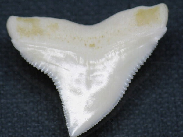 PB015-22サメの歯（オオメジロザメ Ｌ）28mm (5622938927256)