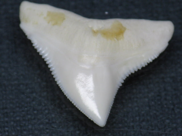 TOKO-BEADS PB015-22 Shark Tooth(Bull Shark L) 28mm PB015-22 サメの歯（オオメジロザメ Ｌ） 28mm Asian bead & African bead  Handmade,Lampeork,bead,asia,india,ethnic,parts,accessory,beads とんぼ玉,ビーズ,トンボ玉,アジア,インド,エスニック,手作り,パーツ,アクセサリー