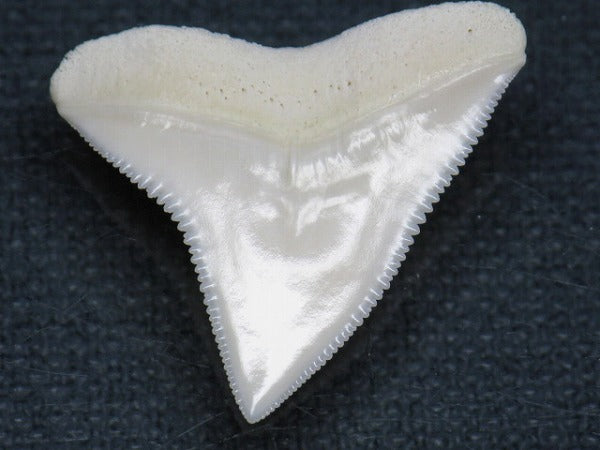 PB015-23サメの歯（オオメジロザメ Ｌ）26mm (5622939123864)