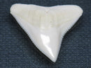 TOKO-BEADS PB015-23 Shark Tooth(Bull Shark L) 26mm PB015-23 サメの歯（オオメジロザメ Ｌ） 26mm Asian bead & African bead  Handmade,Lampeork,bead,asia,india,ethnic,parts,accessory,beads とんぼ玉,ビーズ,トンボ玉,アジア,インド,エスニック,手作り,パーツ,アクセサリー