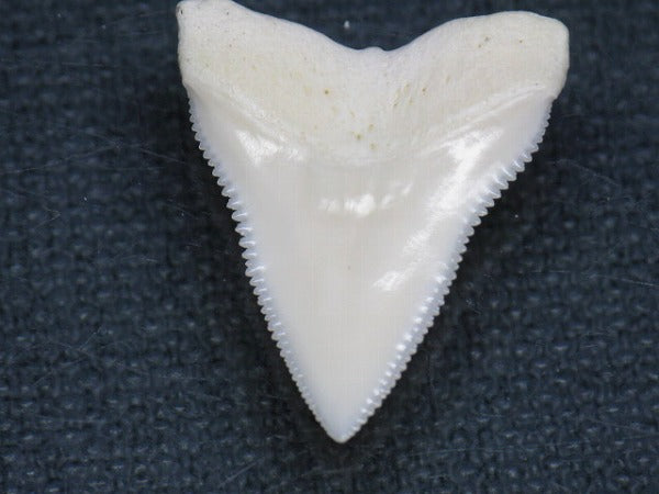 PB015-24サメの歯（オオメジロザメ Ｌ）23mm (5622939287704)