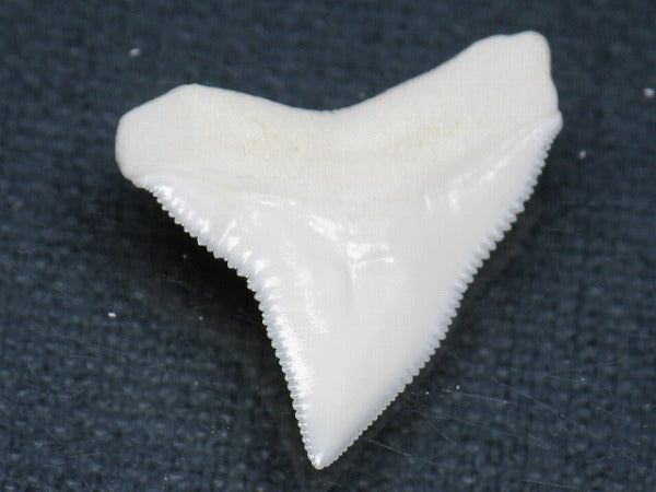 TOKO-BEADS PB015-25 Shark Tooth(Bull Shark L) 26mm PB015-25 サメの歯（オオメジロザメ Ｌ） 26mm Asian bead & African bead  Handmade,Lampeork,bead,asia,india,ethnic,parts,accessory,beads とんぼ玉,ビーズ,トンボ玉,アジア,インド,エスニック,手作り,パーツ,アクセサリー