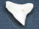 TOKO-BEADS PB015-25 Shark Tooth(Bull Shark L) 26mm PB015-25 サメの歯（オオメジロザメ Ｌ） 26mm Asian bead & African bead  Handmade,Lampeork,bead,asia,india,ethnic,parts,accessory,beads とんぼ玉,ビーズ,トンボ玉,アジア,インド,エスニック,手作り,パーツ,アクセサリー