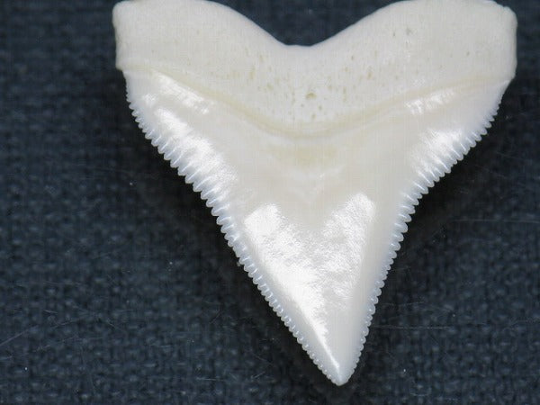 TOKO-BEADS PB015-26 Shark Tooth(Bull Shark L) 28mm PB015-26 サメの歯（オオメジロザメ Ｌ） 28mm Asian bead & African bead  Handmade,Lampeork,bead,asia,india,ethnic,parts,accessory,beads とんぼ玉,ビーズ,トンボ玉,アジア,インド,エスニック,手作り,パーツ,アクセサリー