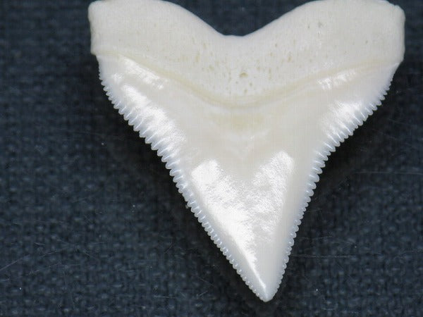 PB015-26サメの歯（オオメジロザメ Ｌ）28mm (5622939517080)