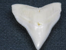 TOKO-BEADS PB015-26 Shark Tooth(Bull Shark L) 28mm PB015-26 サメの歯（オオメジロザメ Ｌ） 28mm Asian bead & African bead  Handmade,Lampeork,bead,asia,india,ethnic,parts,accessory,beads とんぼ玉,ビーズ,トンボ玉,アジア,インド,エスニック,手作り,パーツ,アクセサリー