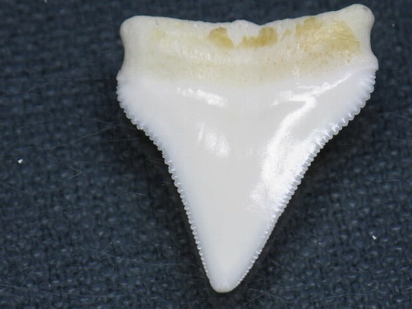 PB015-27サメの歯（オオメジロザメ Ｌ）25mm (5622939680920)