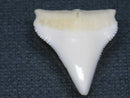 TOKO-BEADS PB015-27 Shark Tooth(Bull Shark L) 25mm PB015-27 サメの歯（オオメジロザメ Ｌ） 25mm Asian bead & African bead  Handmade,Lampeork,bead,asia,india,ethnic,parts,accessory,beads とんぼ玉,ビーズ,トンボ玉,アジア,インド,エスニック,手作り,パーツ,アクセサリー