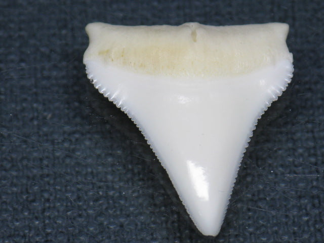 TOKO-BEADS PB015-27 Shark Tooth(Bull Shark L) 25mm PB015-27 サメの歯（オオメジロザメ Ｌ） 25mm Asian bead & African bead  Handmade,Lampeork,bead,asia,india,ethnic,parts,accessory,beads とんぼ玉,ビーズ,トンボ玉,アジア,インド,エスニック,手作り,パーツ,アクセサリー