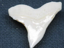 TOKO-BEADS PB015-28 Shark Tooth(Bull Shark L) 28mm PB015-28 サメの歯（オオメジロザメ Ｌ） 28mm Asian bead & African bead  Handmade,Lampeork,bead,asia,india,ethnic,parts,accessory,beads とんぼ玉,ビーズ,トンボ玉,アジア,インド,エスニック,手作り,パーツ,アクセサリー