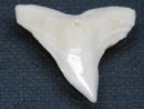TOKO-BEADS PB015-28 Shark Tooth(Bull Shark L) 28mm PB015-28 サメの歯（オオメジロザメ Ｌ） 28mm Asian bead & African bead  Handmade,Lampeork,bead,asia,india,ethnic,parts,accessory,beads とんぼ玉,ビーズ,トンボ玉,アジア,インド,エスニック,手作り,パーツ,アクセサリー