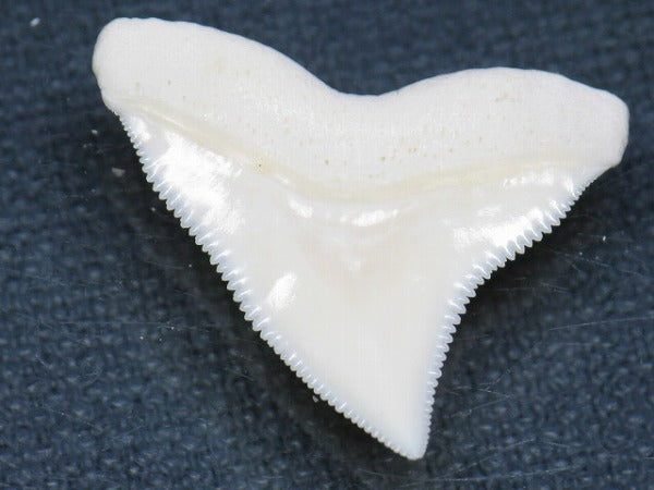 TOKO-BEADS PB015-29 Shark Tooth(Bull Shark L) 26mm PB015-29 サメの歯（オオメジロザメ Ｌ） 26mm Asian bead & African bead  Handmade,Lampeork,bead,asia,india,ethnic,parts,accessory,beads とんぼ玉,ビーズ,トンボ玉,アジア,インド,エスニック,手作り,パーツ,アクセサリー