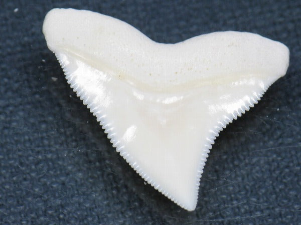 PB015-29サメの歯（オオメジロザメ Ｌ）26mm (5622939943064)