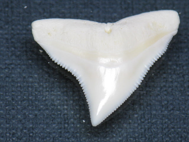 TOKO-BEADS PB015-29 Shark Tooth(Bull Shark L) 26mm PB015-29 サメの歯（オオメジロザメ Ｌ） 26mm Asian bead & African bead  Handmade,Lampeork,bead,asia,india,ethnic,parts,accessory,beads とんぼ玉,ビーズ,トンボ玉,アジア,インド,エスニック,手作り,パーツ,アクセサリー
