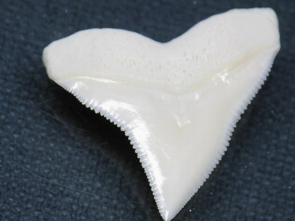 TOKO-BEADS PB015-30 Shark Tooth(Bull Shark L) 29mm PB015-30 サメの歯（オオメジロザメ Ｌ） 29mm Asian bead & African bead  Handmade,Lampeork,bead,asia,india,ethnic,parts,accessory,beads とんぼ玉,ビーズ,トンボ玉,アジア,インド,エスニック,手作り,パーツ,アクセサリー
