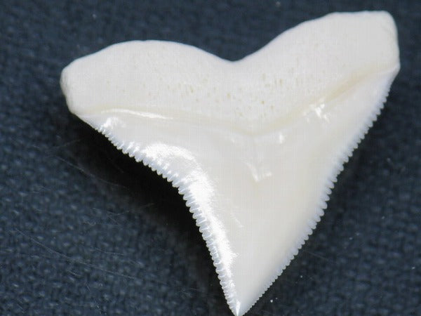 PB015-30サメの歯（オオメジロザメ Ｌ）29mm (5622940074136)