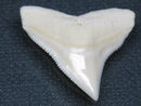 TOKO-BEADS PB015-30 Shark Tooth(Bull Shark L) 29mm PB015-30 サメの歯（オオメジロザメ Ｌ） 29mm Asian bead & African bead  Handmade,Lampeork,bead,asia,india,ethnic,parts,accessory,beads とんぼ玉,ビーズ,トンボ玉,アジア,インド,エスニック,手作り,パーツ,アクセサリー