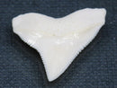 TOKO-BEADS PB015-31 Shark Tooth(Bull Shark L) 26mm PB015-31 サメの歯（オオメジロザメ Ｌ） 26mm Asian bead & African bead  Handmade,Lampeork,bead,asia,india,ethnic,parts,accessory,beads とんぼ玉,ビーズ,トンボ玉,アジア,インド,エスニック,手作り,パーツ,アクセサリー