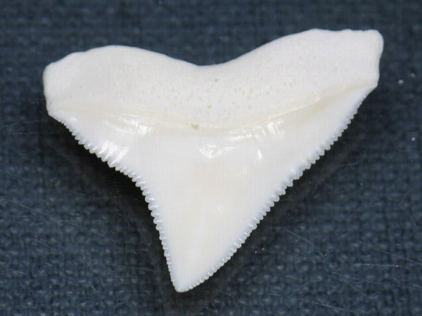 PB015-31サメの歯（オオメジロザメ Ｌ）26mm (5622940172440)