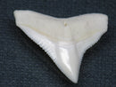 TOKO-BEADS PB015-31 Shark Tooth(Bull Shark L) 26mm PB015-31 サメの歯（オオメジロザメ Ｌ） 26mm Asian bead & African bead  Handmade,Lampeork,bead,asia,india,ethnic,parts,accessory,beads とんぼ玉,ビーズ,トンボ玉,アジア,インド,エスニック,手作り,パーツ,アクセサリー