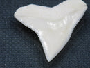 TOKO-BEADS PB015-32 Shark Tooth(Bull Shark L) 26mm PB015-32 サメの歯（オオメジロザメ Ｌ） 26mm Asian bead & African bead  Handmade,Lampeork,bead,asia,india,ethnic,parts,accessory,beads とんぼ玉,ビーズ,トンボ玉,アジア,インド,エスニック,手作り,パーツ,アクセサリー