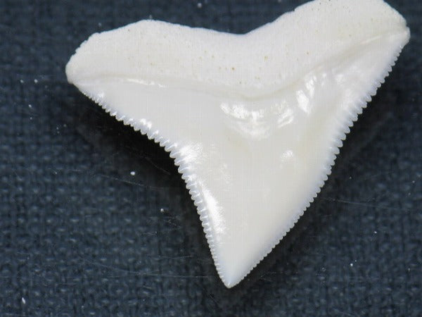 PB015-32サメの歯（オオメジロザメ Ｌ）26mm (5622940303512)