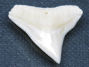 TOKO-BEADS PB015-32 Shark Tooth(Bull Shark L) 26mm PB015-32 サメの歯（オオメジロザメ Ｌ） 26mm Asian bead & African bead  Handmade,Lampeork,bead,asia,india,ethnic,parts,accessory,beads とんぼ玉,ビーズ,トンボ玉,アジア,インド,エスニック,手作り,パーツ,アクセサリー