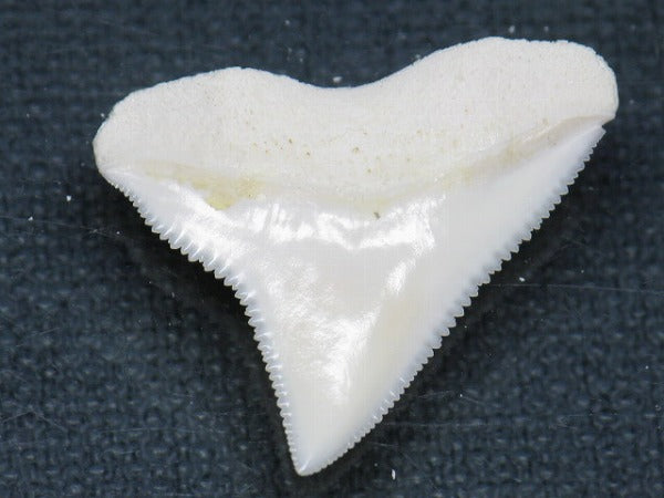 PB015-33サメの歯（オオメジロザメ Ｌ）24mm (5622940434584)