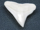 TOKO-BEADS PB015-33 Shark Tooth(Bull Shark L) 24mm PB015-33 サメの歯（オオメジロザメ Ｌ） 24mm Asian bead & African bead  Handmade,Lampeork,bead,asia,india,ethnic,parts,accessory,beads とんぼ玉,ビーズ,トンボ玉,アジア,インド,エスニック,手作り,パーツ,アクセサリー
