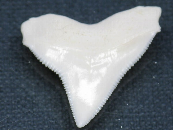 TOKO-BEADS PB015-34 Shark Tooth(Bull Shark L) 28mm PB015-34 サメの歯（オオメジロザメ Ｌ） 28mm Asian bead & African bead  Handmade,Lampeork,bead,asia,india,ethnic,parts,accessory,beads とんぼ玉,ビーズ,トンボ玉,アジア,インド,エスニック,手作り,パーツ,アクセサリー