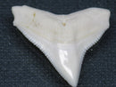 TOKO-BEADS PB015-34 Shark Tooth(Bull Shark L) 28mm PB015-34 サメの歯（オオメジロザメ Ｌ） 28mm Asian bead & African bead  Handmade,Lampeork,bead,asia,india,ethnic,parts,accessory,beads とんぼ玉,ビーズ,トンボ玉,アジア,インド,エスニック,手作り,パーツ,アクセサリー
