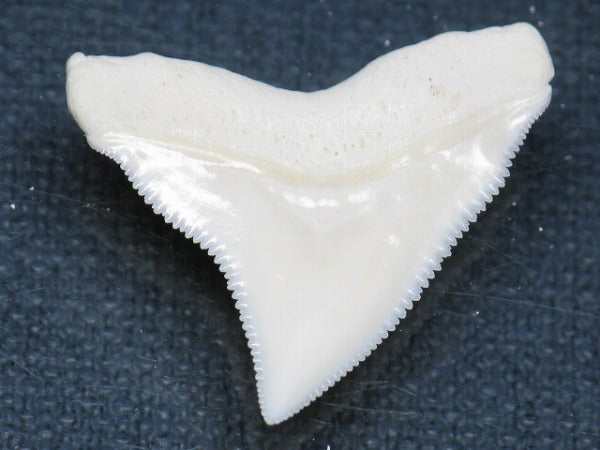 PB015-35サメの歯（オオメジロザメ Ｌ）27mm (5622941024408)