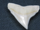 TOKO-BEADS PB015-35 Shark Tooth(Bull Shark L) 27mm PB015-35 サメの歯（オオメジロザメ Ｌ） 27mm Asian bead & African bead  Handmade,Lampeork,bead,asia,india,ethnic,parts,accessory,beads とんぼ玉,ビーズ,トンボ玉,アジア,インド,エスニック,手作り,パーツ,アクセサリー
