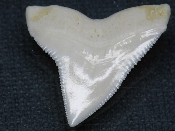 TOKO-BEADS PB015-36 Shark Tooth(Bull Shark L) 29mm PB015-36 サメの歯（オオメジロザメ Ｌ） 29mm Asian bead & African bead  Handmade,Lampeork,bead,asia,india,ethnic,parts,accessory,beads とんぼ玉,ビーズ,トンボ玉,アジア,インド,エスニック,手作り,パーツ,アクセサリー
