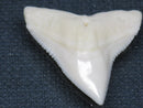 TOKO-BEADS PB015-36 Shark Tooth(Bull Shark L) 29mm PB015-36 サメの歯（オオメジロザメ Ｌ） 29mm Asian bead & African bead  Handmade,Lampeork,bead,asia,india,ethnic,parts,accessory,beads とんぼ玉,ビーズ,トンボ玉,アジア,インド,エスニック,手作り,パーツ,アクセサリー