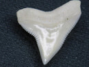 TOKO-BEADS PB015-37 Shark Tooth(Bull Shark L) 25mm PB015-37 サメの歯（オオメジロザメ Ｌ） 25mm Asian bead & African bead  Handmade,Lampeork,bead,asia,india,ethnic,parts,accessory,beads とんぼ玉,ビーズ,トンボ玉,アジア,インド,エスニック,手作り,パーツ,アクセサリー