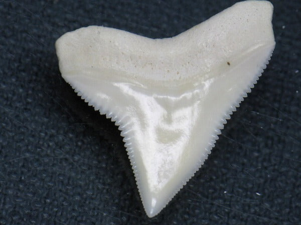 PB015-37サメの歯（オオメジロザメ Ｌ）25mm (5622941253784)
