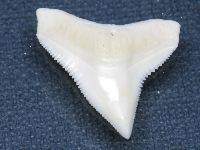 TOKO-BEADS PB015-37 Shark Tooth(Bull Shark L) 25mm PB015-37 サメの歯（オオメジロザメ Ｌ） 25mm Asian bead & African bead  Handmade,Lampeork,bead,asia,india,ethnic,parts,accessory,beads とんぼ玉,ビーズ,トンボ玉,アジア,インド,エスニック,手作り,パーツ,アクセサリー