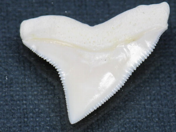 PB015-38サメの歯（オオメジロザメ Ｌ）28mm (5622941384856)
