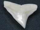 TOKO-BEADS PB015-38 Shark Tooth(Bull Shark L) 28mm PB015-38 サメの歯（オオメジロザメ Ｌ） 28mm Asian bead & African bead  Handmade,Lampeork,bead,asia,india,ethnic,parts,accessory,beads とんぼ玉,ビーズ,トンボ玉,アジア,インド,エスニック,手作り,パーツ,アクセサリー