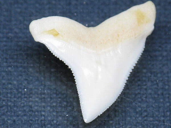 PB015-39サメの歯（オオメジロザメ Ｌ）26mm (5622941548696)
