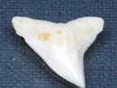 TOKO-BEADS PB015-39 Shark Tooth(Bull Shark L) 26mm PB015-39 サメの歯（オオメジロザメ Ｌ） 26mm Asian bead & African bead  Handmade,Lampeork,bead,asia,india,ethnic,parts,accessory,beads とんぼ玉,ビーズ,トンボ玉,アジア,インド,エスニック,手作り,パーツ,アクセサリー