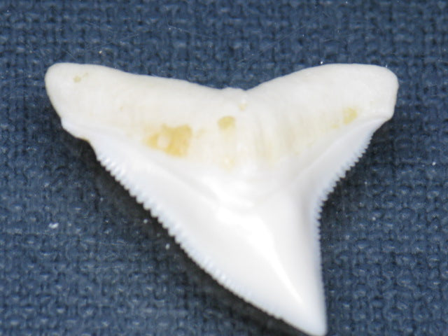 TOKO-BEADS PB015-39 Shark Tooth(Bull Shark L) 26mm PB015-39 サメの歯（オオメジロザメ Ｌ） 26mm Asian bead & African bead  Handmade,Lampeork,bead,asia,india,ethnic,parts,accessory,beads とんぼ玉,ビーズ,トンボ玉,アジア,インド,エスニック,手作り,パーツ,アクセサリー